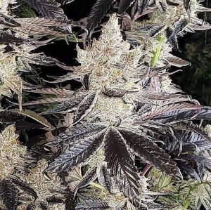 ethos_cookies_r2