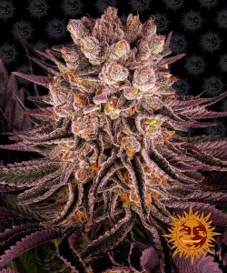 mimoza_orange_punch